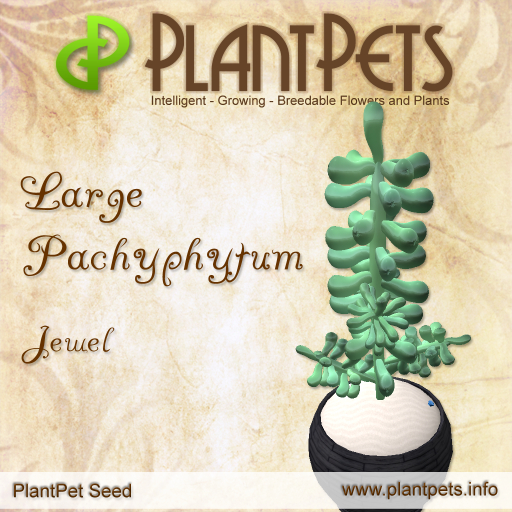 Plant Pet Seed [Large Pachyphytum *Jewel*]