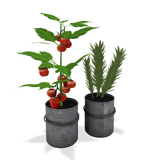 12 Why Not Linlithgow Tomato Plants