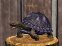Male Breedable Turtle Foxtrot Purple Teacup