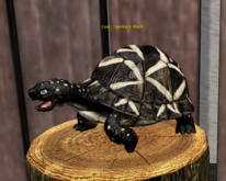 Male EGG Breedable Beautiful Turtle Tigerback Black Size Large