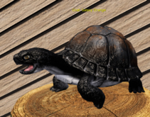 Male Breedable Turtle Foxtrot Beautiful Galaxy Orange Large