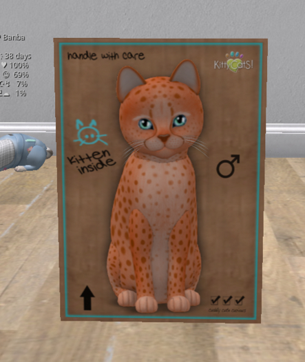 KittyCatS Box - New Born Kitten