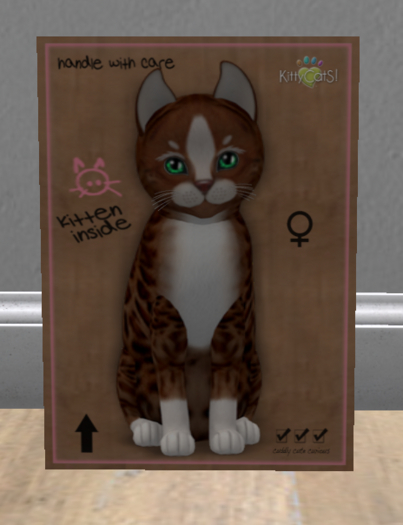 KittyCatS Box - New Born Kitten