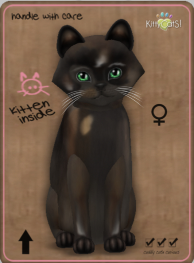KittyCatS Box - Genesis - Coco V Female Teacup