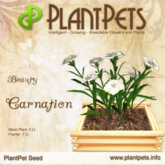 PlantPet Seed [Carnation *Beauty*]