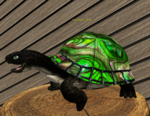 Female Breedable Turtle Foxtrot Beautiful Seashell Green Large
