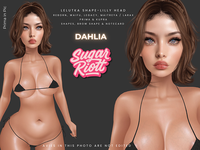 *Sugar Riott* Dahlia Shape-Lilly Head