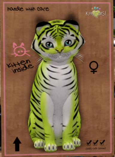 KittyCatS Box - New Born Kitten  1126