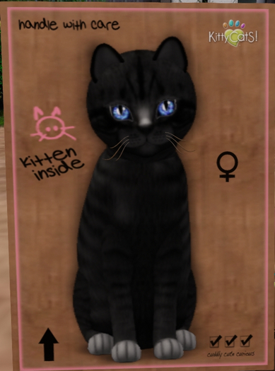 KittyCatS Box - New Born Kitten  1127