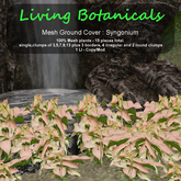 Inochi Botanicals - Ground Cover "Syngonium"