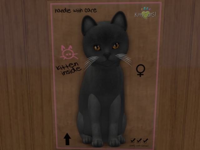 KittyCatS Box - New Born Kitten - Russian - Blue