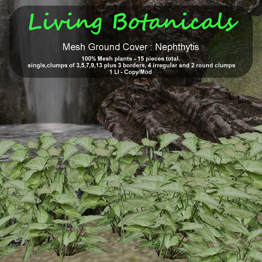 Inochi Botanicals - Ground Cover "Nephthytis"