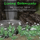 Inochi Botanicals - Ground Cover "Natal Lily"