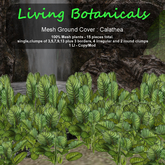 Inochi Botanicals - Ground Cover "Calathea"
