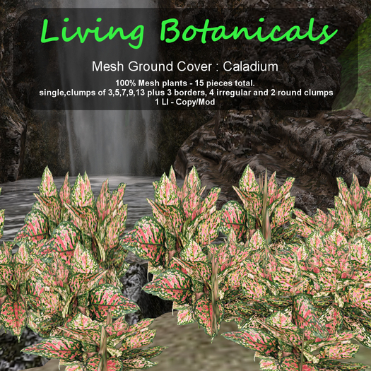 Inochi Botanicals - Ground Cover "Caladium"