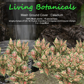 Inochi Botanicals - Ground Cover "Caladium"