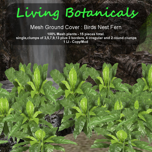 Inochi Botanicals - Ground Cover "Birds Nest Fern"
