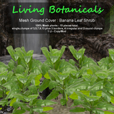 Inochi Botanicals - Ground Cover "Banana Leaf Shrub"