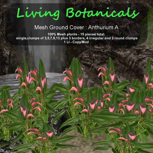 Inochi Botanicals - Ground Cover "Anthurium A"