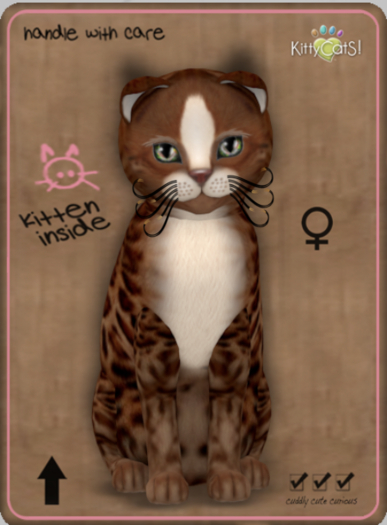 KittyCatS Box - Genesis - Ginger Female