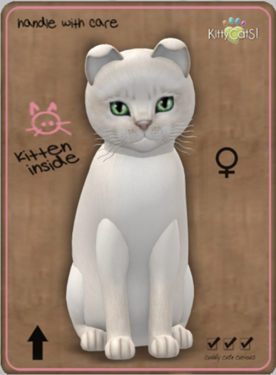 KittyCatS Box - Abyssinian - Creme female