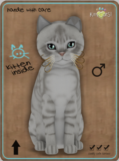 KittyCatS Box - Australian Mist - Snow Male