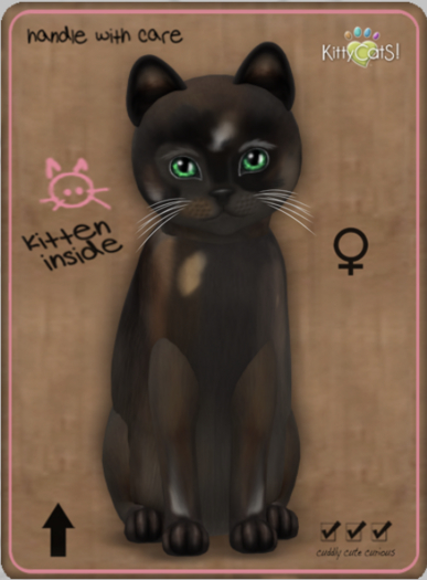 KittyCatS Box - Genesis - Coco V Female teacup