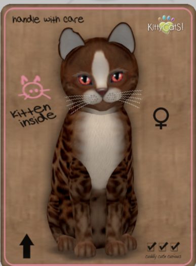KittyCatS Box - Genesis - Ginger Female