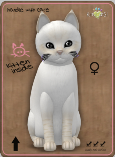KittyCatS Box - Balinese - Cream Lynx Female