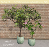 PLANTS - Potted frangipani and double tree #02