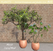 PLANTS - Potted frangipani and double tree #03