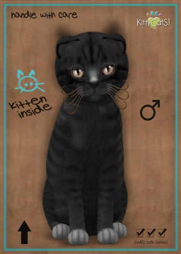 MEGAPUSS: KittyCatS Box - Shabby Tabby - Midnight - MegaPuss