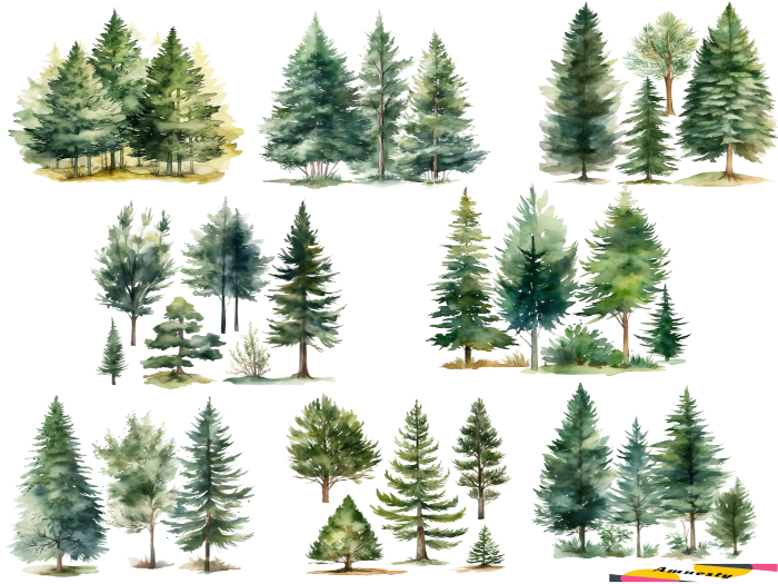 Evergreen Trees Transparent PNG "BOXED"