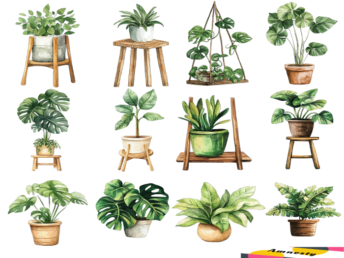 Potted Plants Transparent PNG "BOXED"