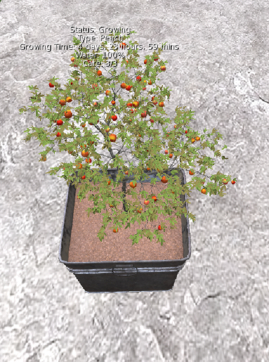 DFS GB#62 Peach Tree - August Fruits