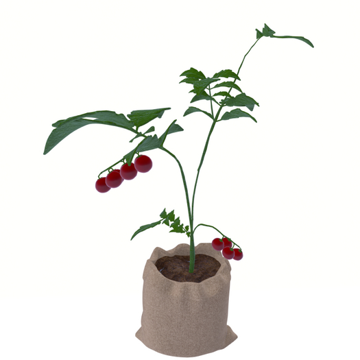 DFS Tomato Plant (FSB#93)