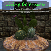 Inochi Botanicals - Potted Cacti A