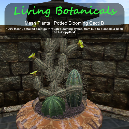 Inochi Botanicals - Potted Cacti B