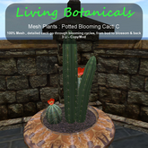 Inochi Botanicals - Potted Cacti C