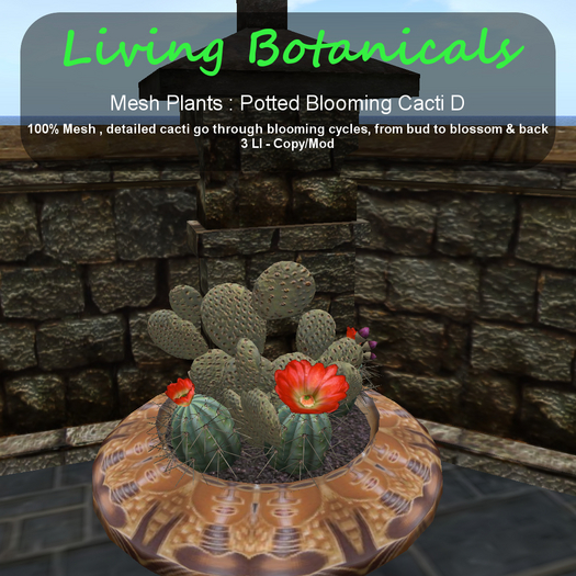 Inochi Botanicals - Potted Cacti D
