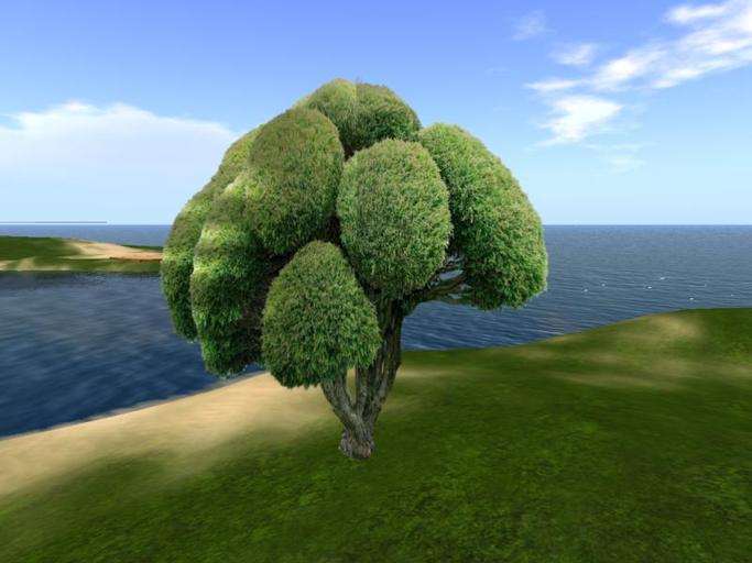 Arkads 1 Prim Western Juniper
