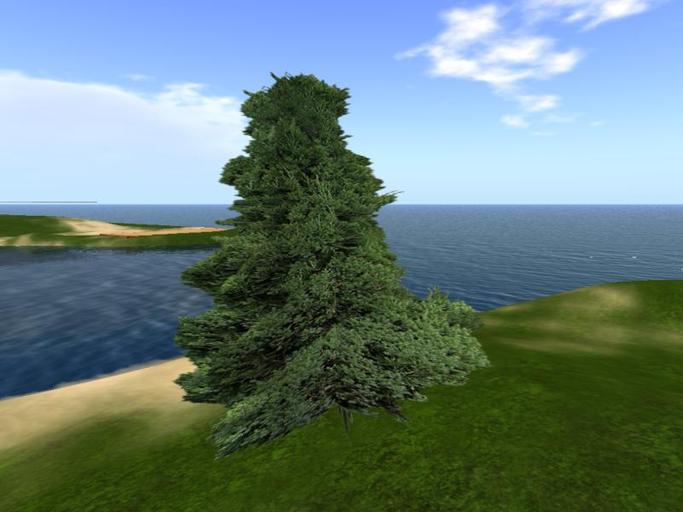 Arkads 1 Prim Rocky Mountain Juniper v2