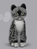 KittyCats Box 1 M