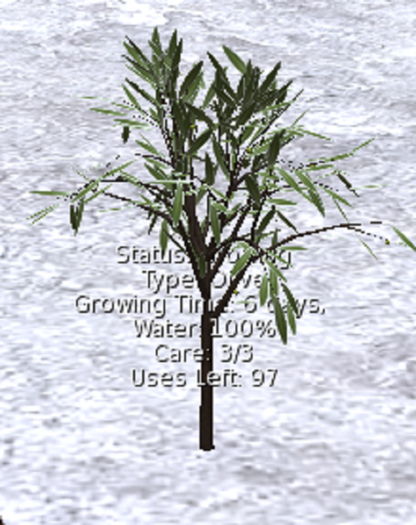 DFS GB#77 Olive Tree