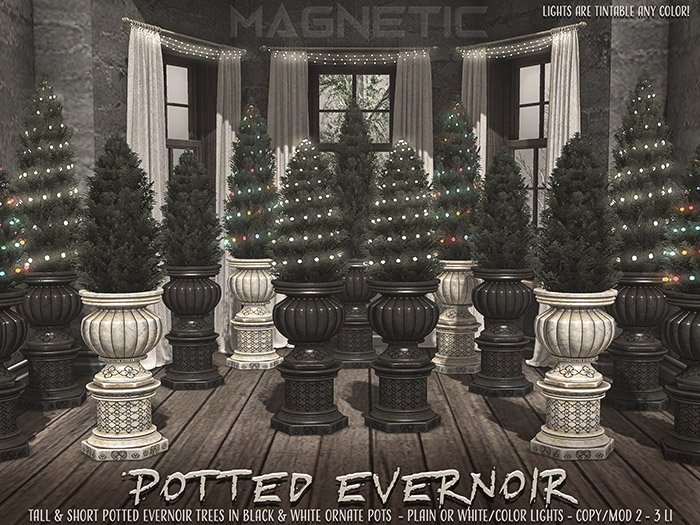 Magnetic - Potted Evernoir