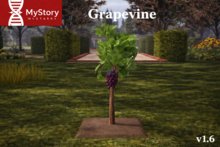MyStory Grapevine (v1.6)