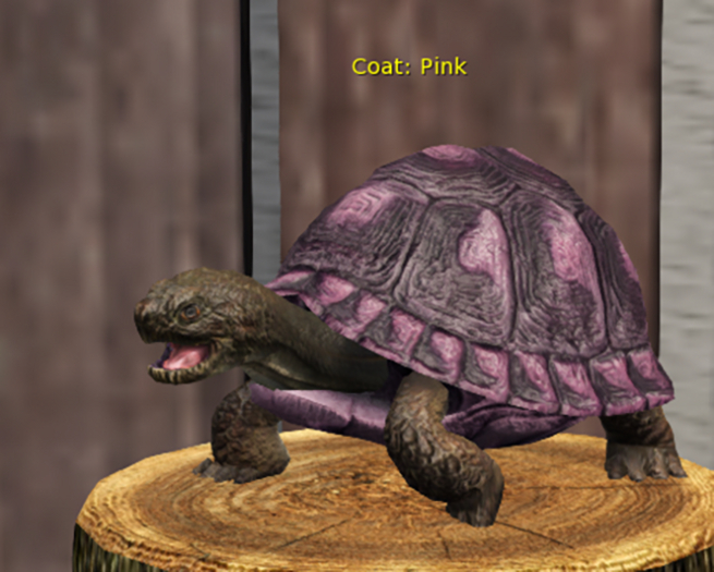 Male Breedable Beautiful Pink Turtle Foxtrot Large
