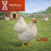MyStory Chicken x 250
