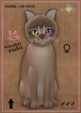 MEGAPUSS: KittyCatS Box - Abyssinian - Blue - MegaPuss