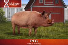 Pig (v1.6)